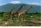 john hinde postcards - Africa