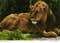 john hinde postcards - Africa