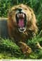 john hinde - africa