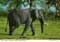 john hinde postcards - Africa