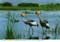 john hinde postcards - Africa