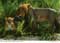 john hinde postcards - Africa
