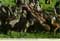 john hinde postcards - Africa