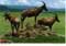 john hinde postcards - Africa
