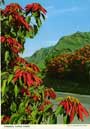 john hinde postcards - Canary Islands