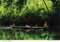 john hinde postcards - Sarawak