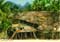john hinde postcards - Sarawak