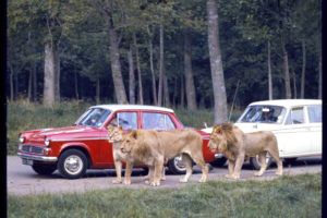 The Lions of Longleat, Wiltshire by John Hinde