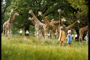 The East African Picnic Game Park, Longleat, Wiltshire by Elmar Ludwig