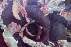 Of Cabbages and Kings, 1944