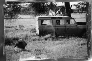 Black and white photo of photographers taking a photo of some lions
